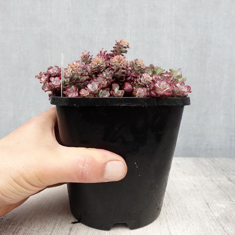 Example of Sedum spathulifolium Purpureum Vaso da 2L/3L as you get in printemps