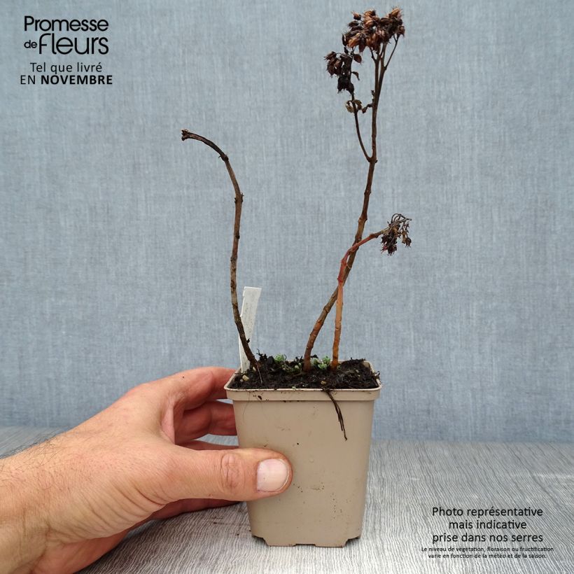 Esemplare di Sedum spectabile Meteor - Borracina Vasetto da 8/9 cm come consegnato in autunno