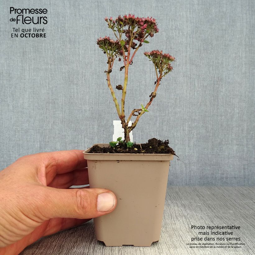 Esemplare di Sedum spectabile Septemberglut - Borracina Vasetto da 8/9 cm come consegnato in autunno