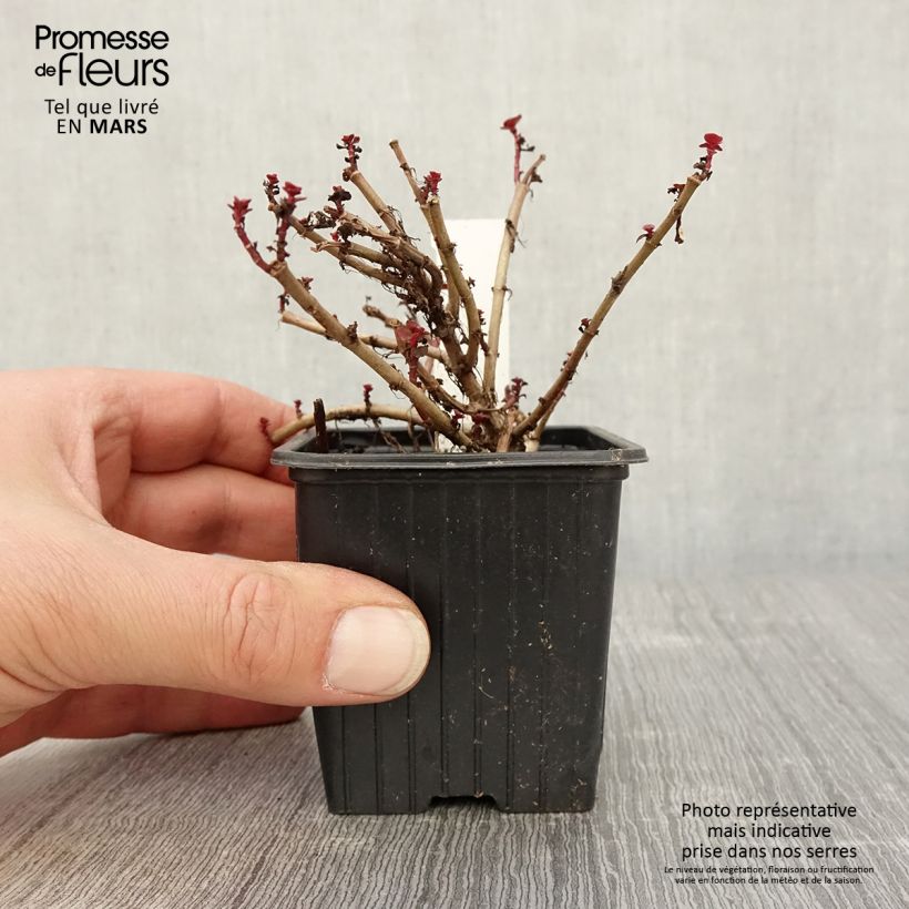 Example of Sedum spurium Dragon Blood Vasetto da 8/9 cm as you get in printemps