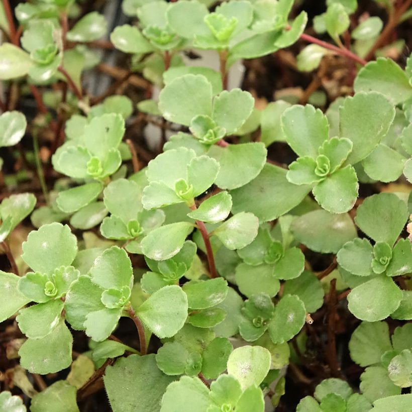 Sedum spurium Dragon Blood (Foliage)