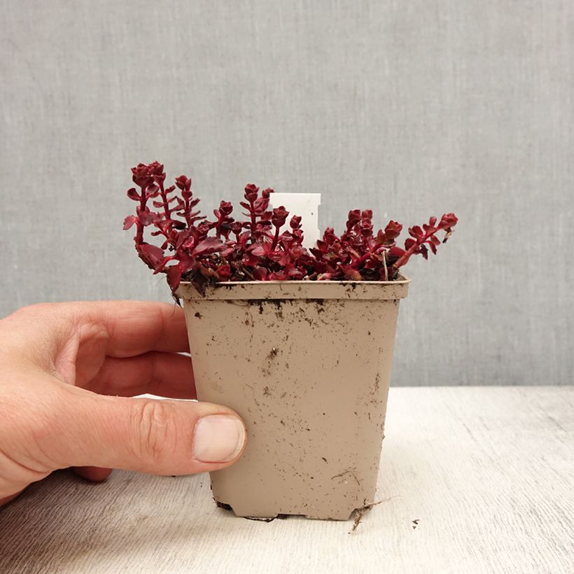 Sedum spurium Fuldaglut Vasetto da 8/9 cm esemplare consegnato in primavera