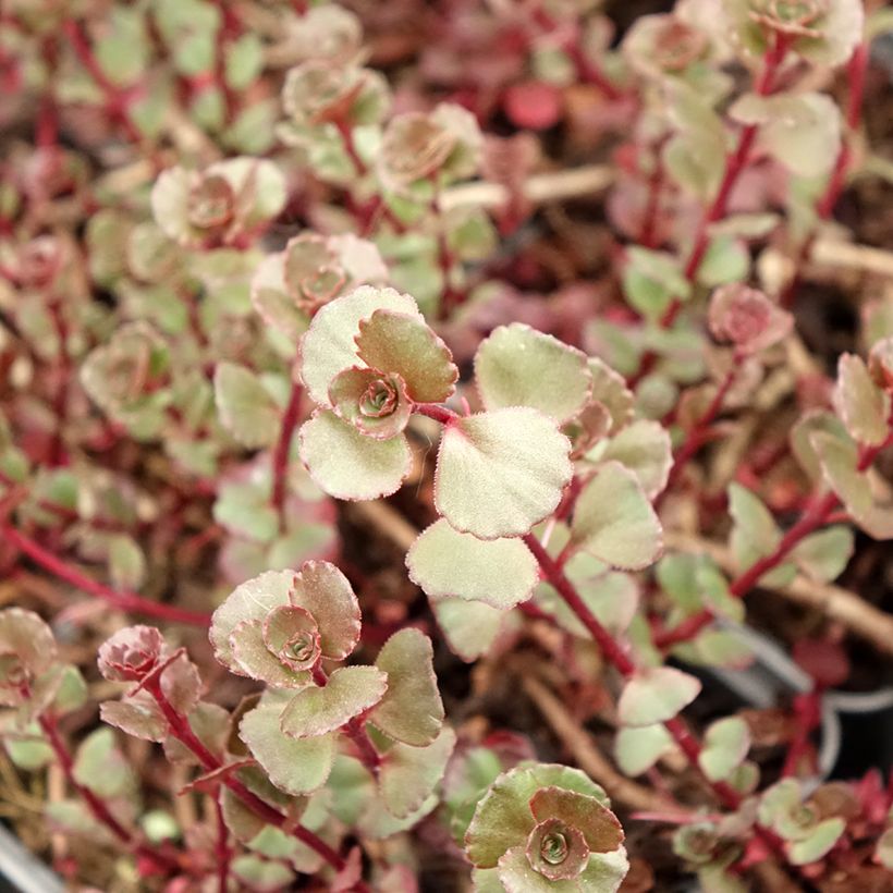Sedum spurium Fuldaglut (Fogliame)