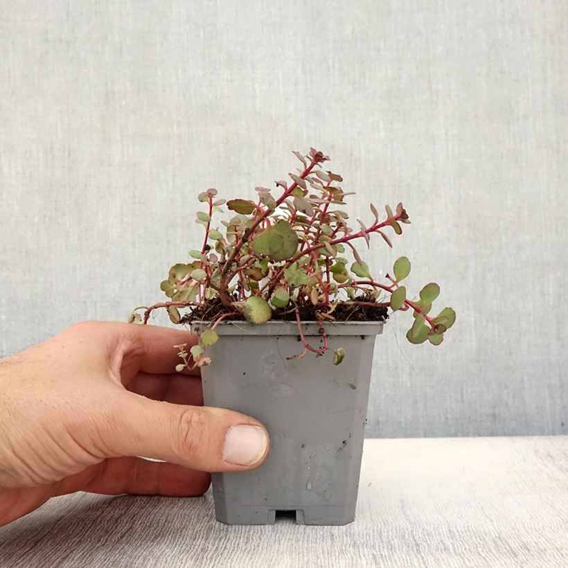 Esemplare di Sedum spurium Woodoo Vasetto da 8/9 cm come consegnato in autunno