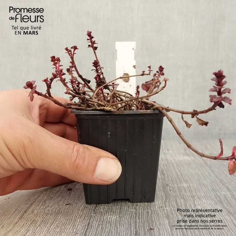 Example of Sedum spurium Woodoo Vasetto da 8/9 cm as you get in printemps