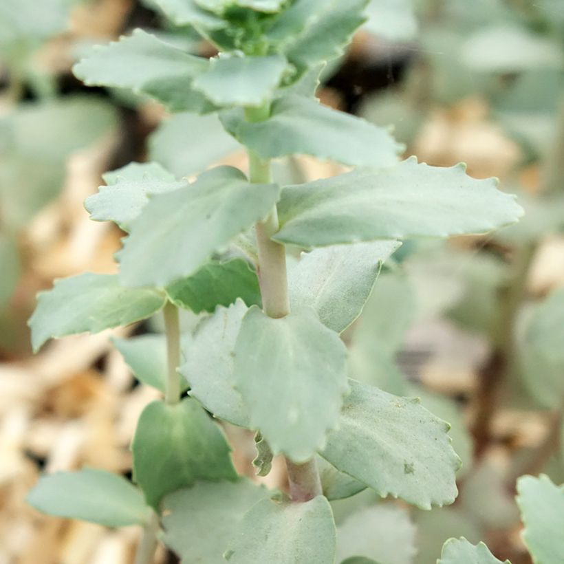 Sedum Strawberry and Cream (Fogliame)