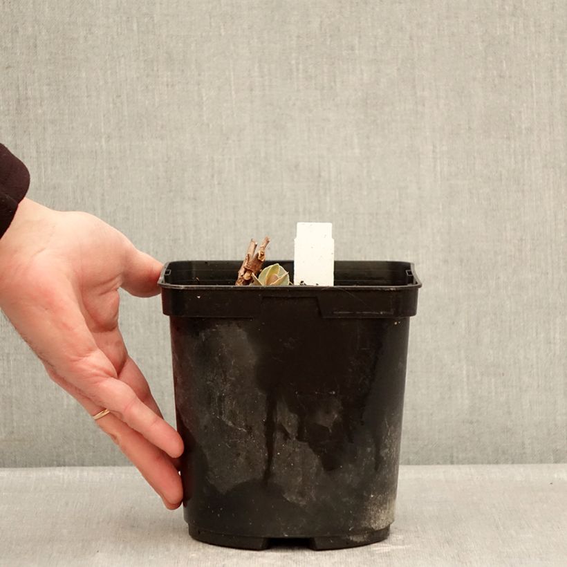 Sedum Sunsparkler Blue Pearl Vaso da 2L/3L esemplare consegnato in inverno