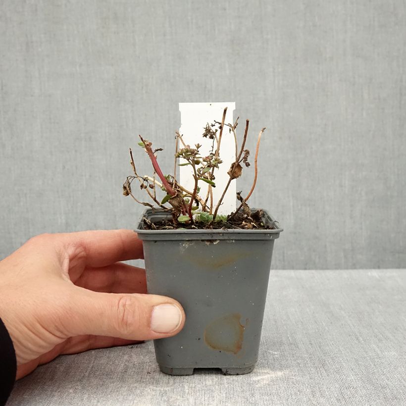 Esemplare di Sedum Sunsparkler Cherry Tart Vasetto da 8/9 cm come consegnato in autunno