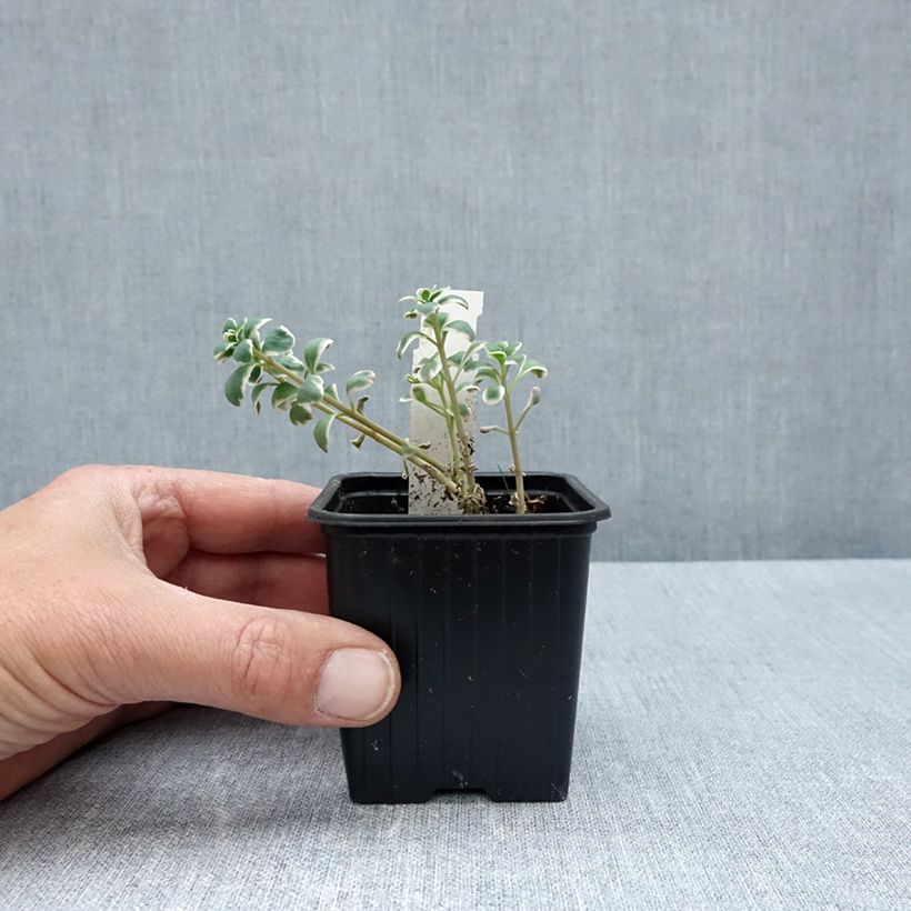 Sedum Sunsparkler Dream Dazzler Vasetto da 8/9 cm esemplare consegnato in primavera