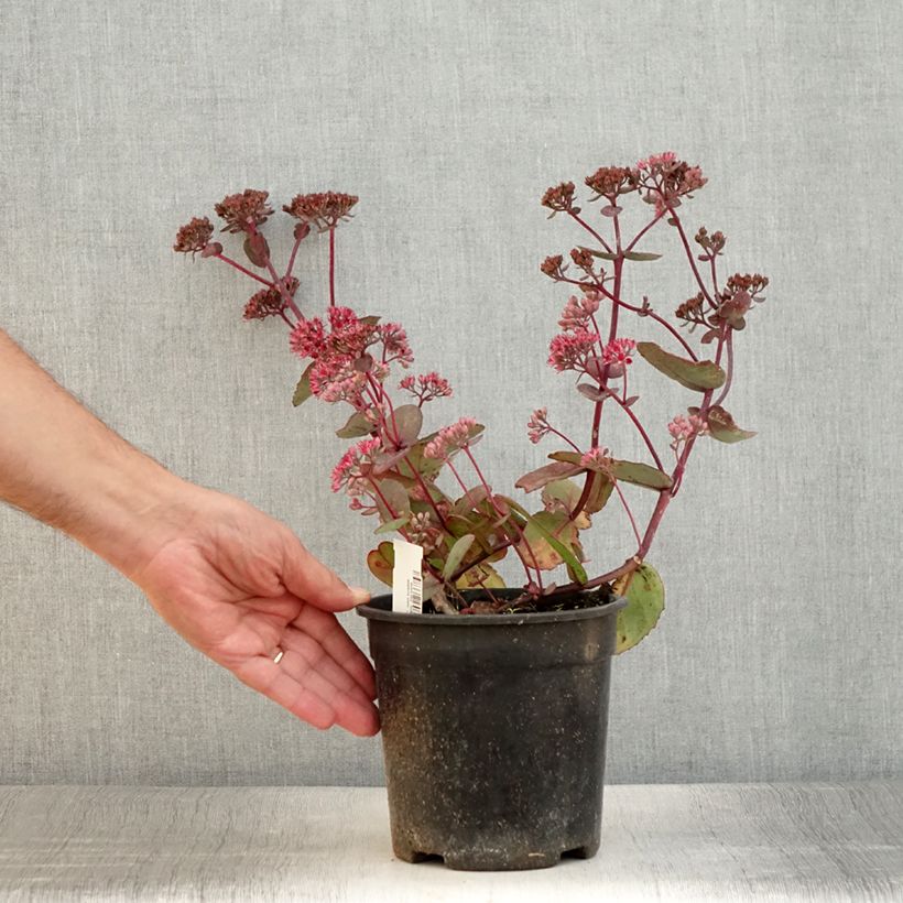 Esemplare di Sedum Sunsparkler Dream Dazzler Vaso da 2L/3L consegnato in estate