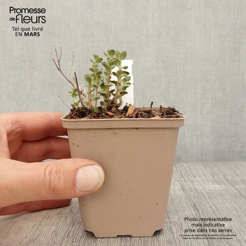 Sedum Sunsparkler Plum Dazzled Vasetto da 8/9 cm esemplare consegnato in primavera