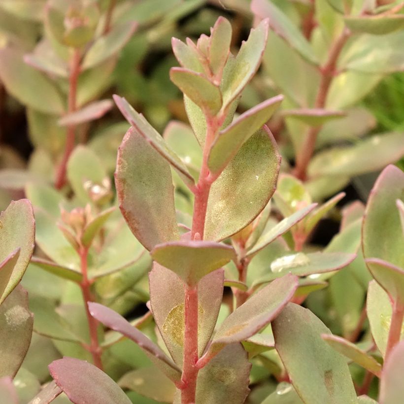 Sedum Sunsparkler Plum Dazzled (Fogliame)