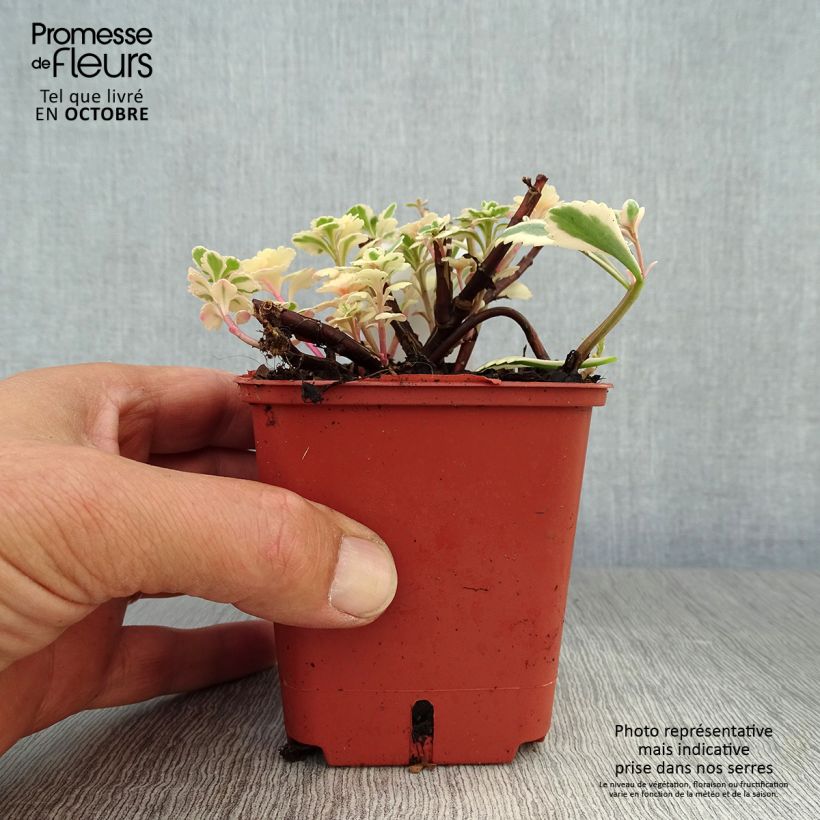Esemplare di Sedum takesimense Atlantis Vasetto da 8/9 cm come consegnato in autunno