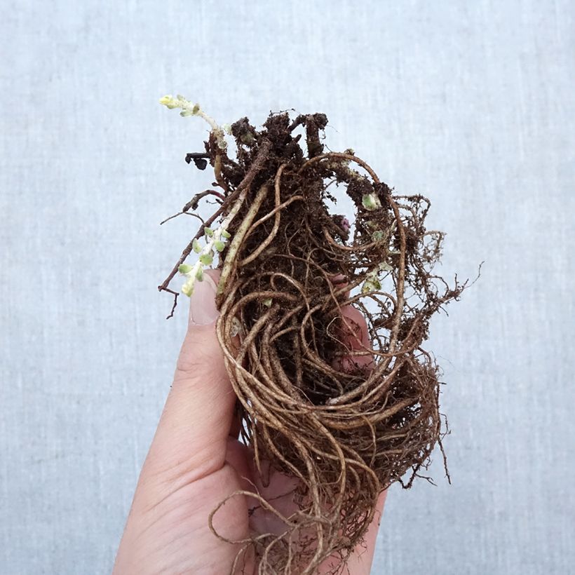 Sedum takesimense Atlantis Piante piccole a radice nuda esemplare consegnato in inverno