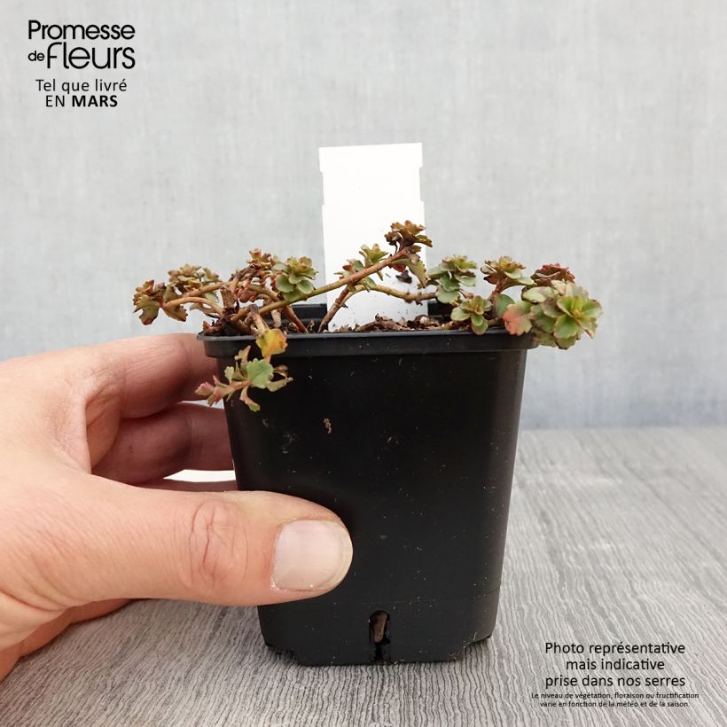 Example of Sedum kamtschaticum var. floriferum Weihenstephaner Gold Vasetto da 8/9 cm as you get in printemps