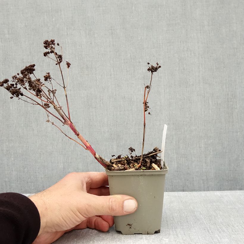 Esemplare di Sedum spectabile Yellow Xenox - Borracina Vasetto da 8/9 cm come consegnato in autunno