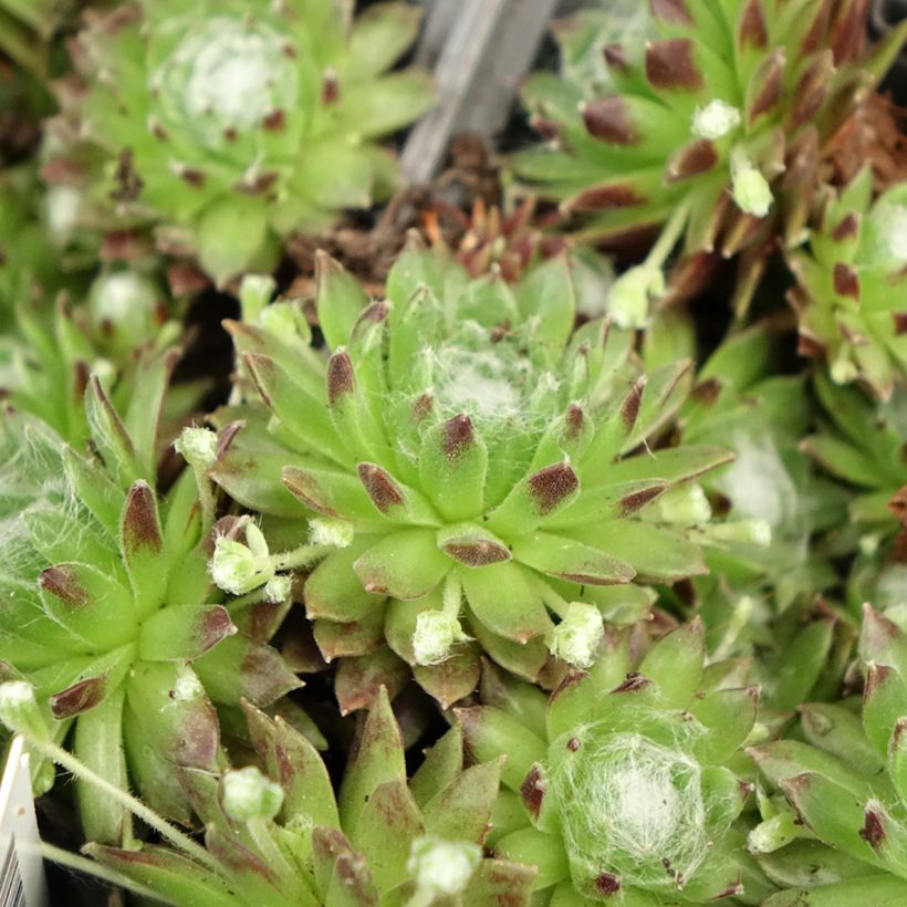Sempervivum arachnoideum - Semprevivo ragnateloso (Foliage)
