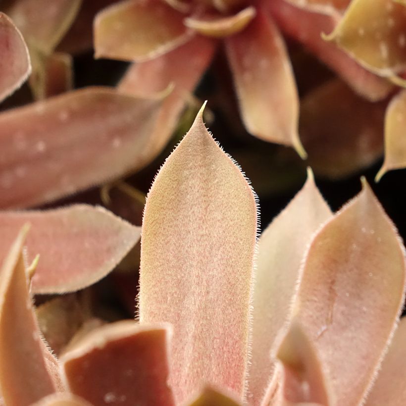 Sempervivum (BigSam series) Ruby Star - Semprevivo (Fogliame)