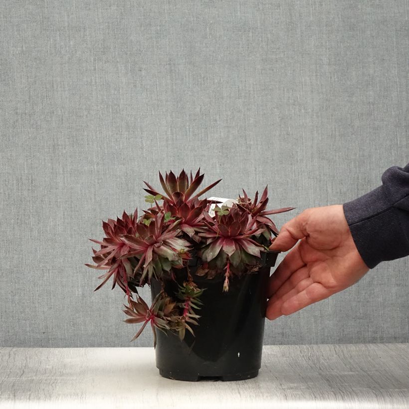 Esemplare di Sempervivum Chick Charms Butterscotch Baby - Semprevivo Vaso da 3L/4L consegnato in estate