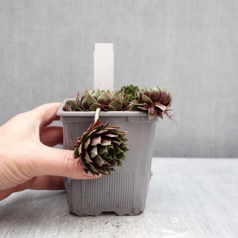 Sempervivum Chick Charms Giant Emerald Explosion - Joubarbe Vaso da 1L/1,5L esemplare consegnato in inverno
