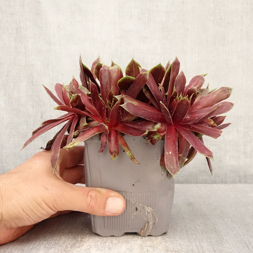 Sempervivum Chick Charms Giant Emerald Explosion - Semprevivo Vaso da 1L/1,5L esemplare consegnato in primavera