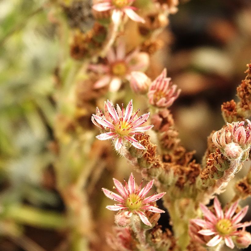 Sempervivum Chick Charms Grape Galaxy - Semprevivo (Fioritura)
