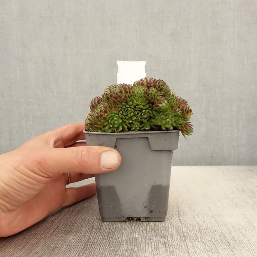 Example of Sempervivum Chick Charms Key Lime Kiss - Semprevivo Vaso da Ø 10 cm/11 cm as you get in printemps