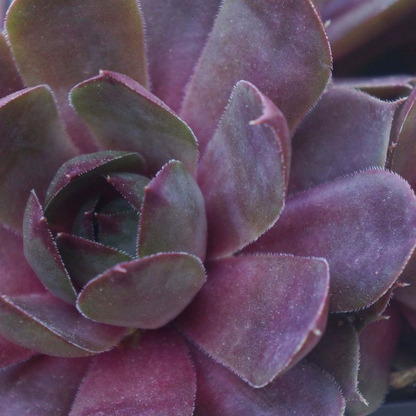 Sempervivum Chick Charms Plum Perfect - Semprevivo (Foliage)