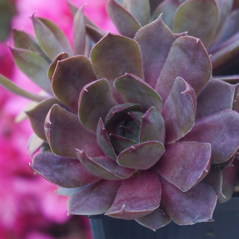 Sempervivum Chick Charms Plum Perfect - Semprevivo (Plant habit)