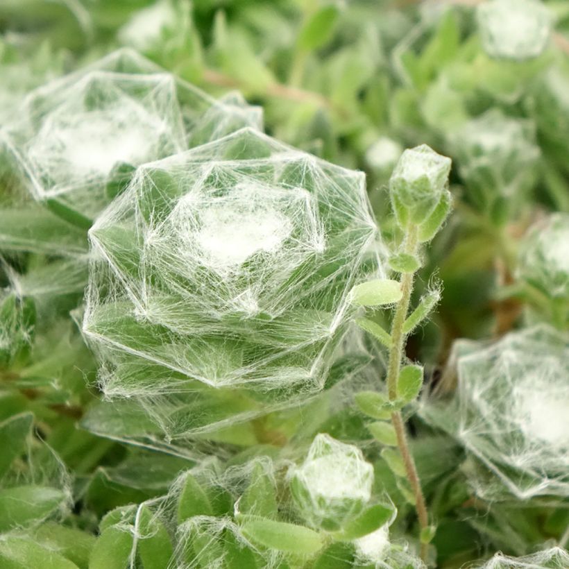 Sempervivum Chick Charms Cotton Candy - Semprevivo (Foliage)