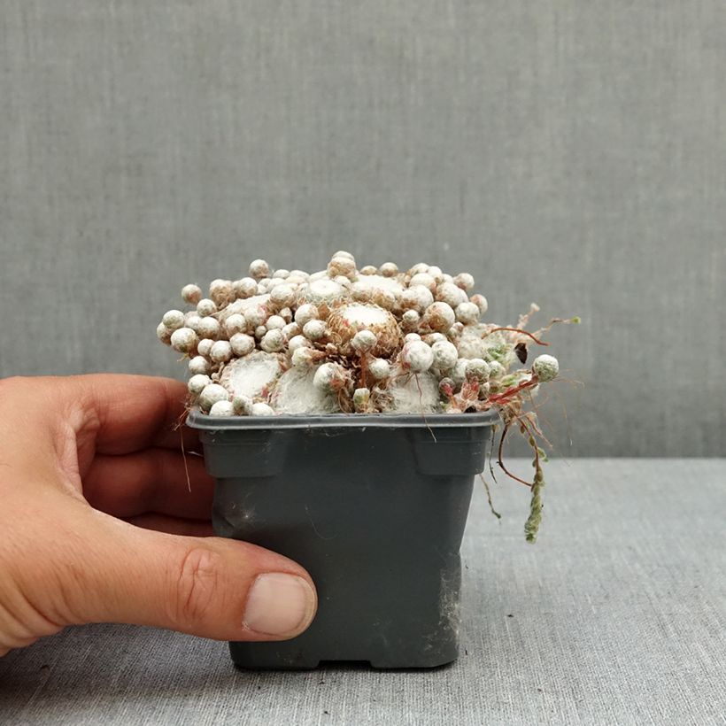 Sempervivum arachnoideum Colorockz Arctic White - Semprevivo ragnateloso Vasetto da 8/9 cm esemplare consegnato in primavera