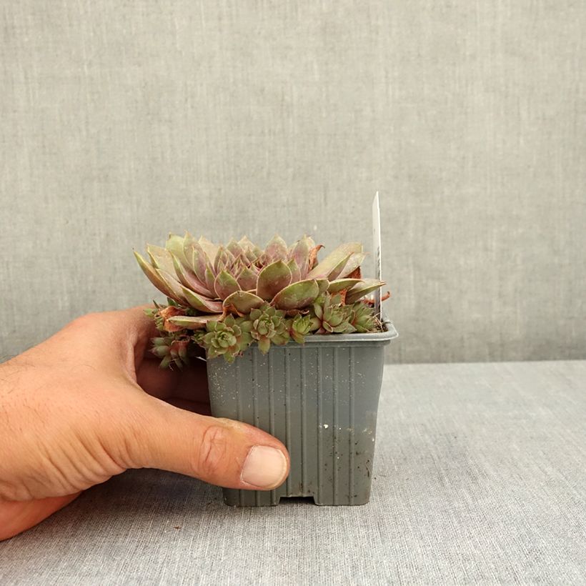Esemplare di Sempervivum Colorockz Coconut Crystal - Semprevivo Vasetto da 8/9 cm consegnato in estate