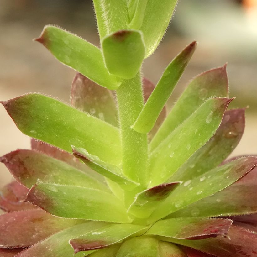 Sempervivum Granat - Semprevivo (Fogliame)