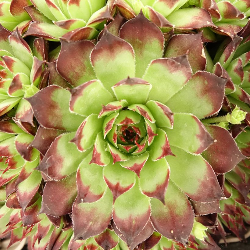 Sempervivum Noir - Semprevivo (Foliage)