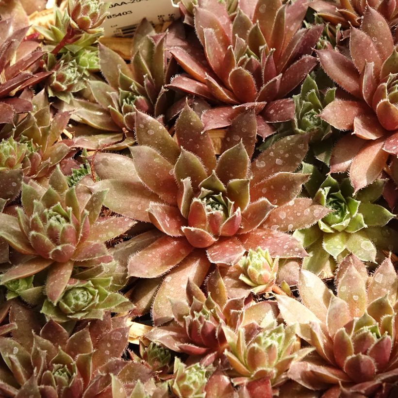 Sempervivum Pilatus - Semprevivo (Foliage)