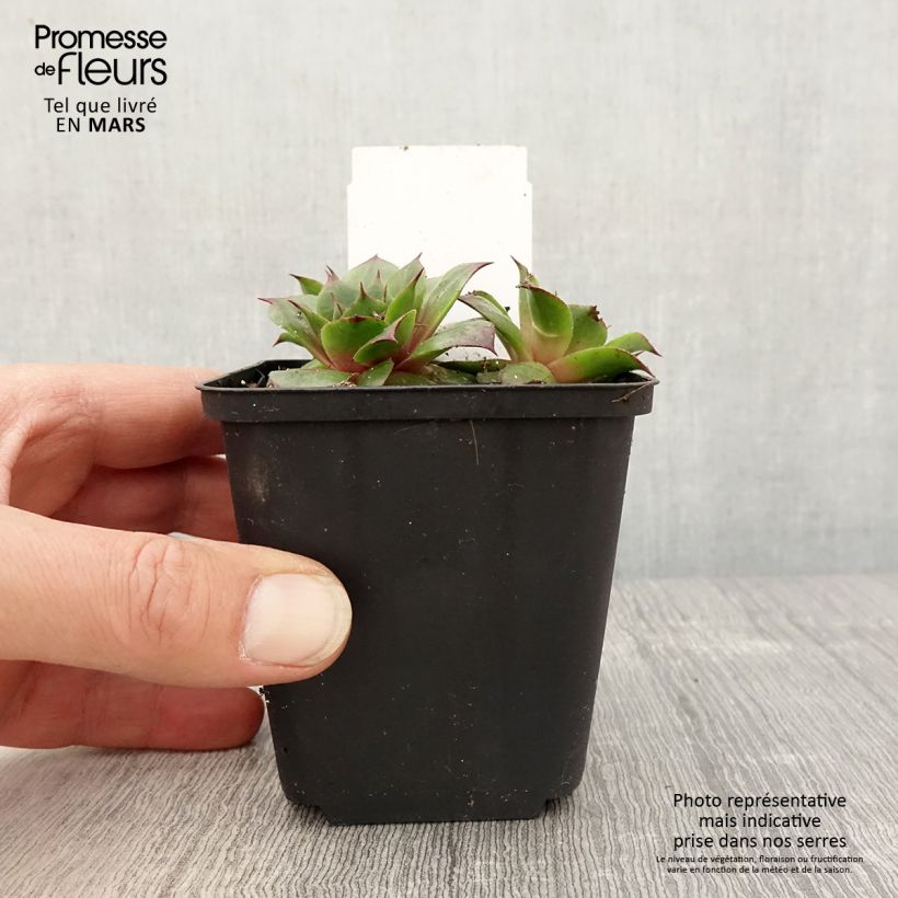 Sempervivum Rauher Kulm - Semprevivo Vasetto da 8/9 cm esemplare consegnato in primavera