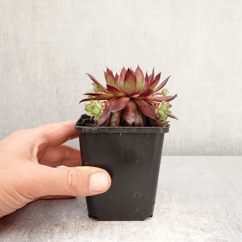 Sempervivum Rubin - Semprevivo Vasetto da 8/9 cm esemplare consegnato in primavera