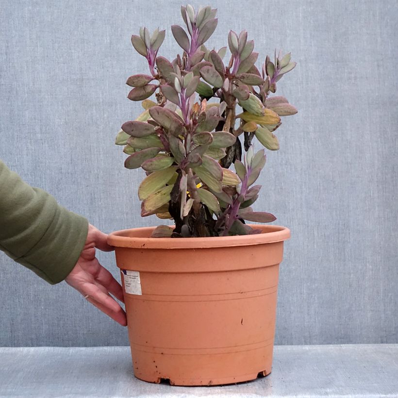 Example of Senecio crassissimus Vaso da 7,5L/10L as you get in hiver