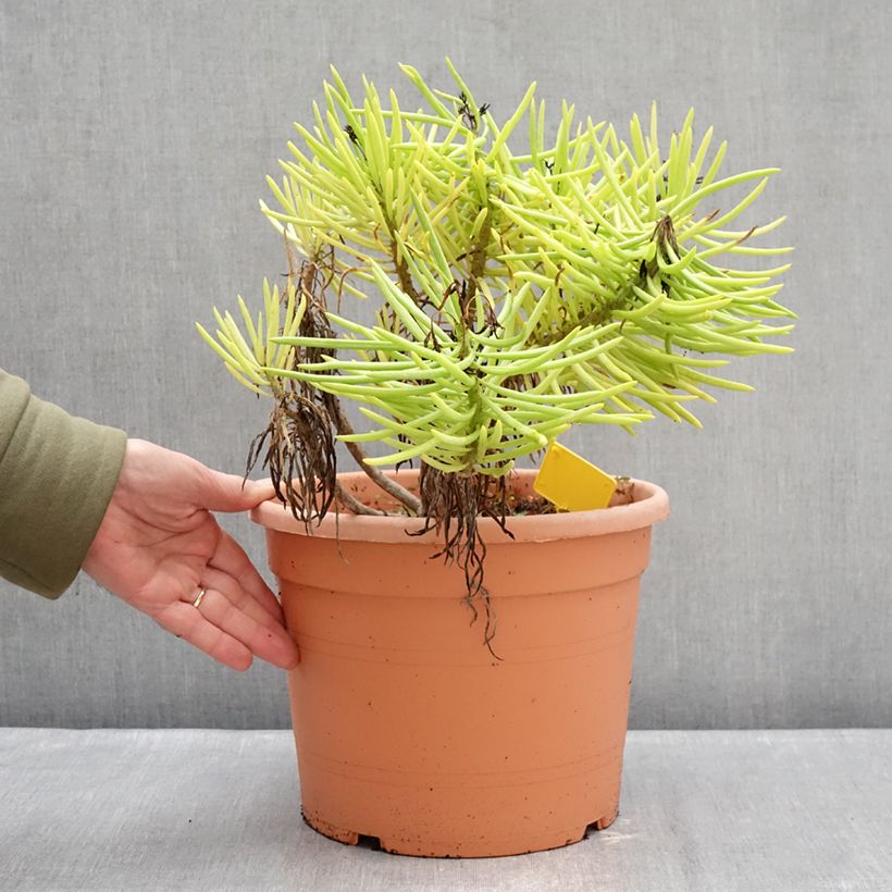 Example of Senecio cylindricus Vaso da 7,5L/10L as you get in hiver