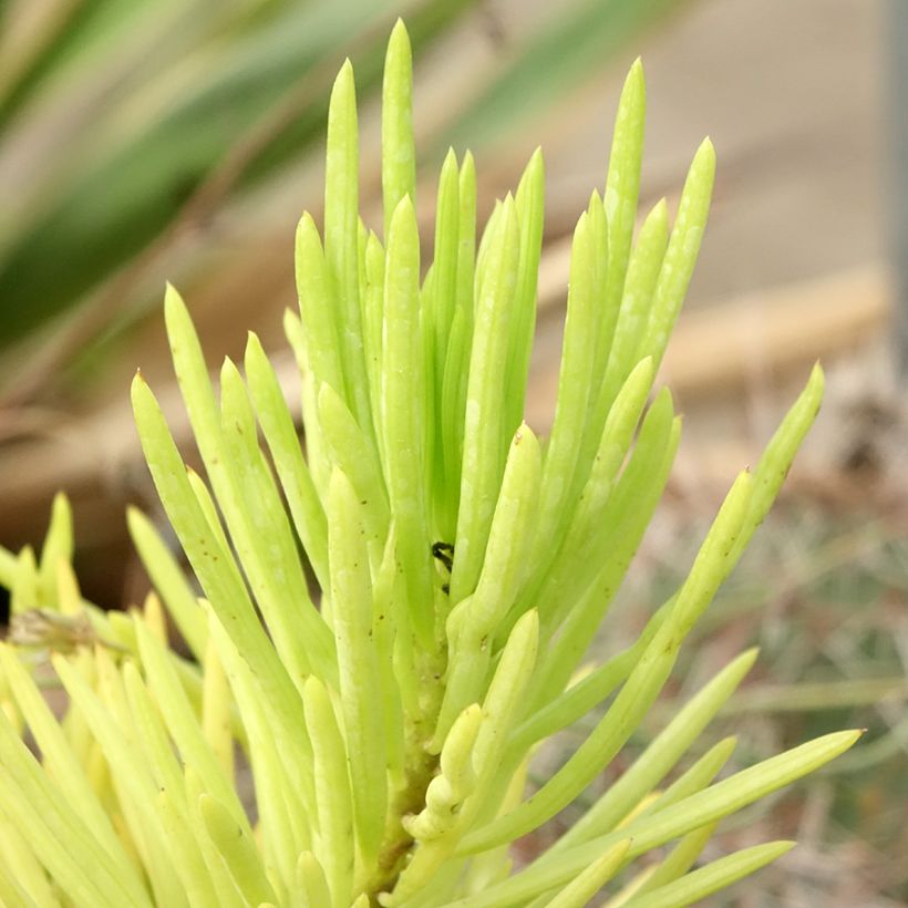 Senecio cylindricus (Foliage)