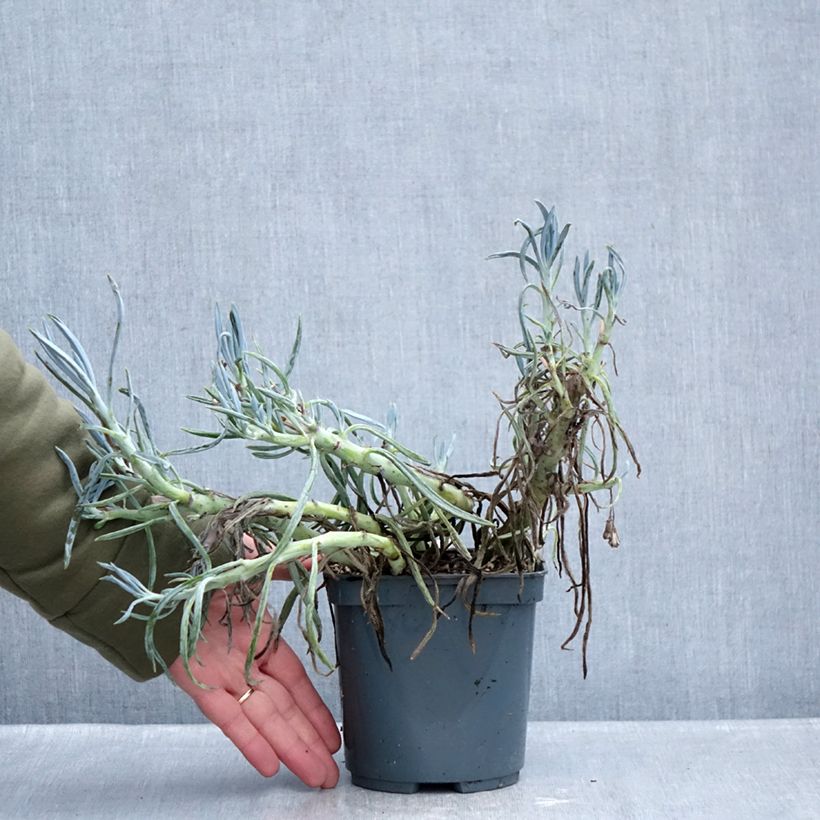 Example of Senecio ficoides Vaso da 2L/3L as you get in hiver