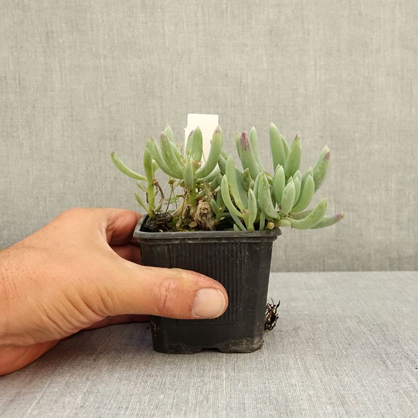 Esemplare di Senecio serpens Blue Chalk Vasetto da 8/9 cm consegnato in estate