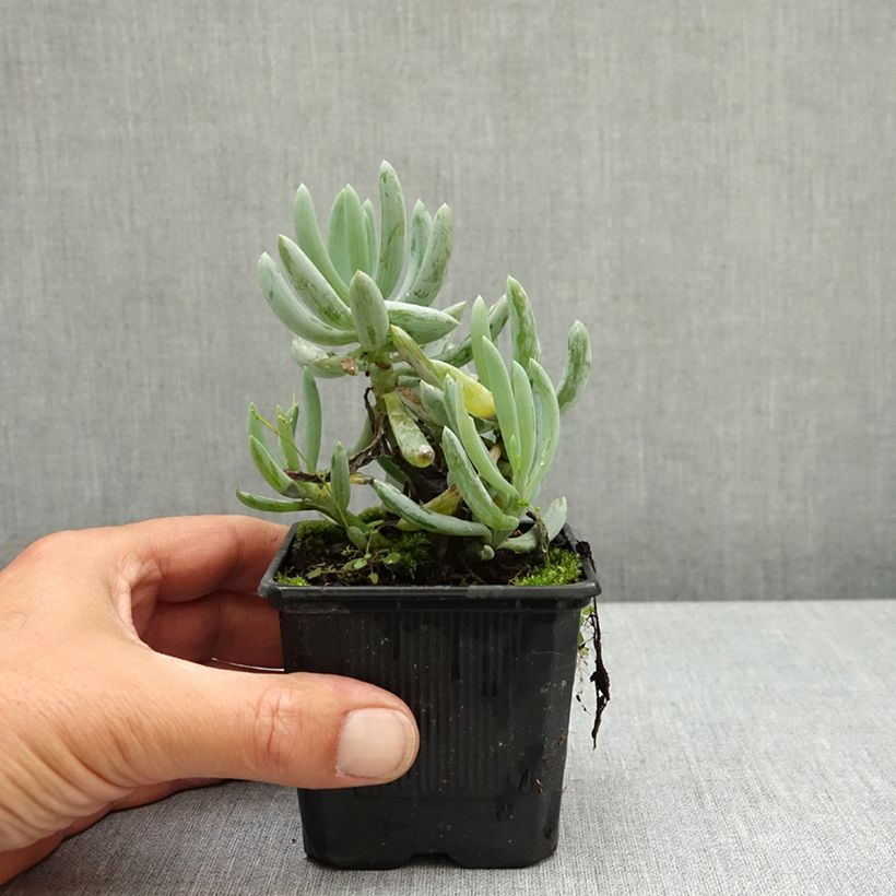 Senecio serpens Blue Chalk Vasetto da 8/9 cm esemplare consegnato in primavera