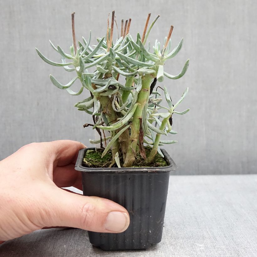Senecio serpens Dwarf Blue Vasetto da 8/9 cm esemplare consegnato in inverno