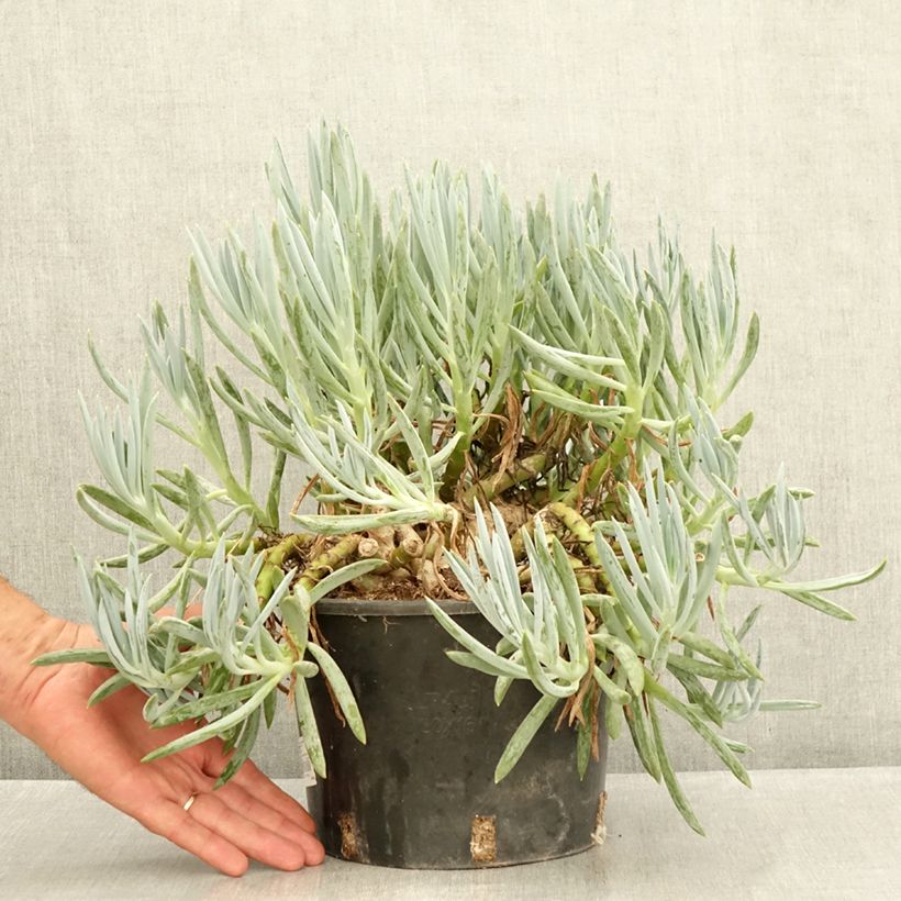 Esemplare di Senecio serpens Vaso da 3L/4L consegnato in estate