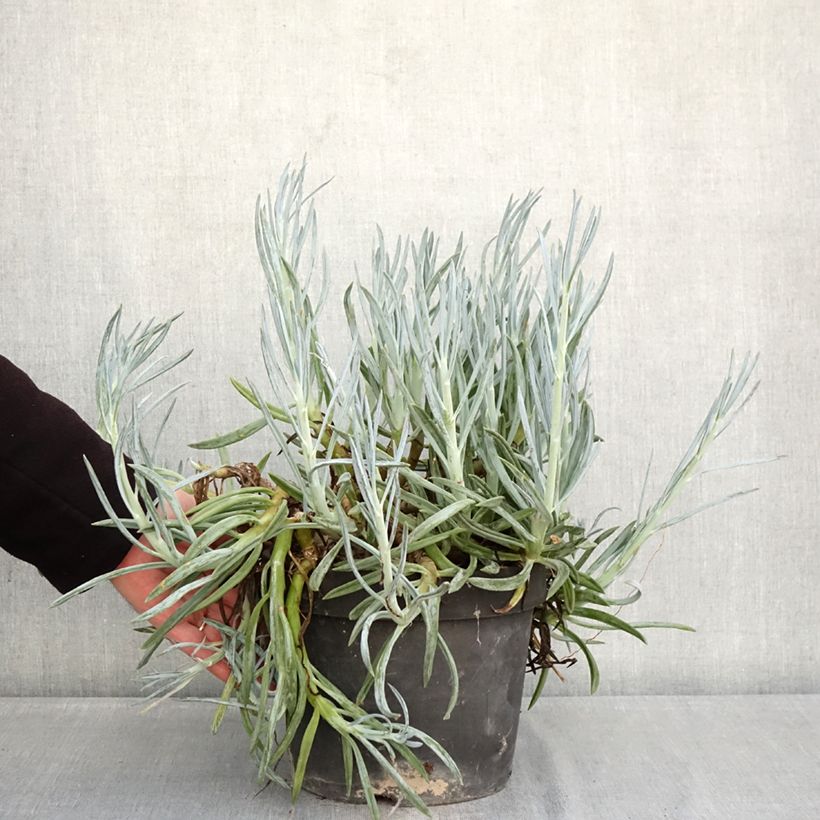 Senecio serpens Vaso da 3L/4L esemplare consegnato in inverno