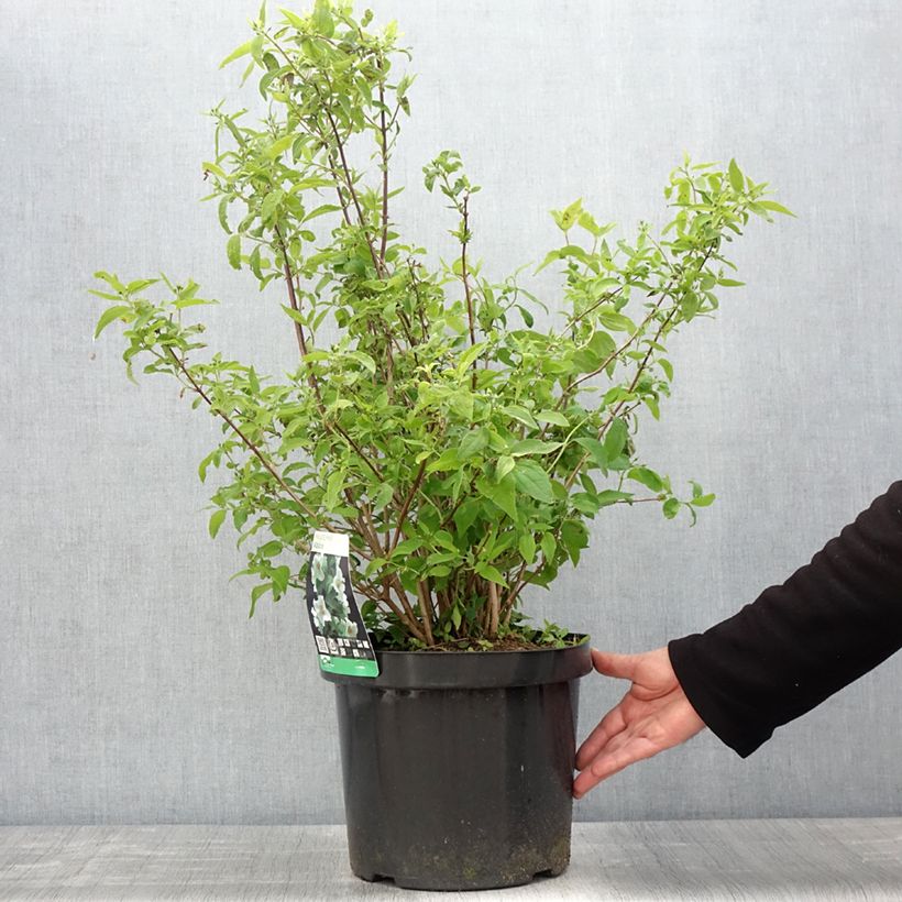 Philadelphus virginalis Albâtre - Filadelfo Vaso da 7,5L/10L esemplare consegnato in primavera