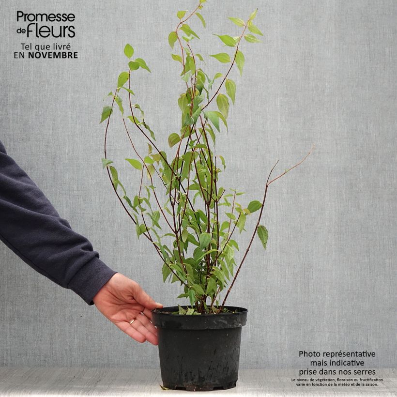 Esemplare di Philadelphus lemoinei - Filadelfo Vaso da 3L/4L come consegnato in autunno