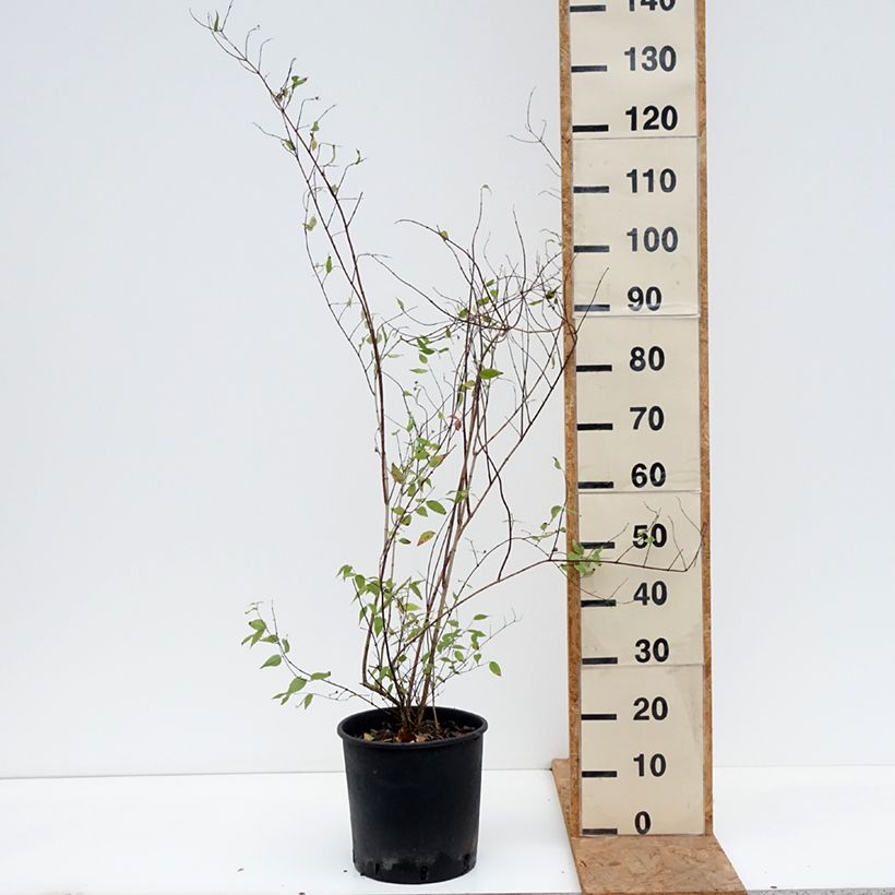 Esemplare di Philadelphus lemoinei - Filadelfo Vaso da 7,5L/10L come consegnato in autunno