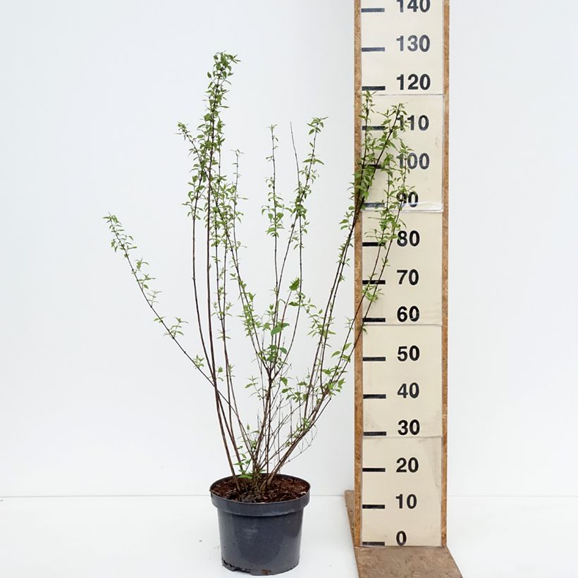Philadelphus lemoinei - Filadelfo Vaso da 7,5L/10L esemplare consegnato in primavera